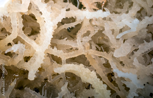 Close up of Eucheuma Spinosum seaweed, very important for human health and function