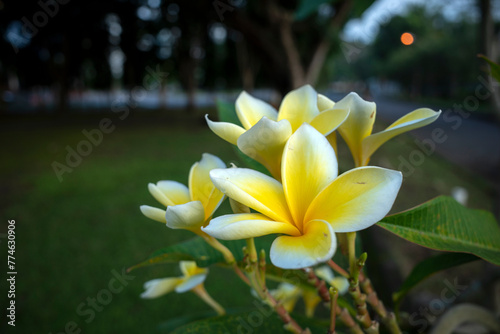 Kamboja flower (Plumeria), a genus of flowering plants in the family Apocynaceae