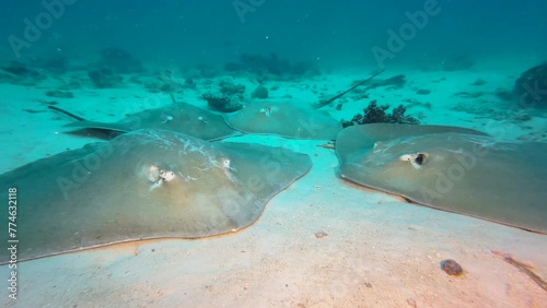 four large stingrays rest at the sandy bottom of a coral reef in Indian Ocean. They are Pink whip rays, known for their large aggregations. photo
