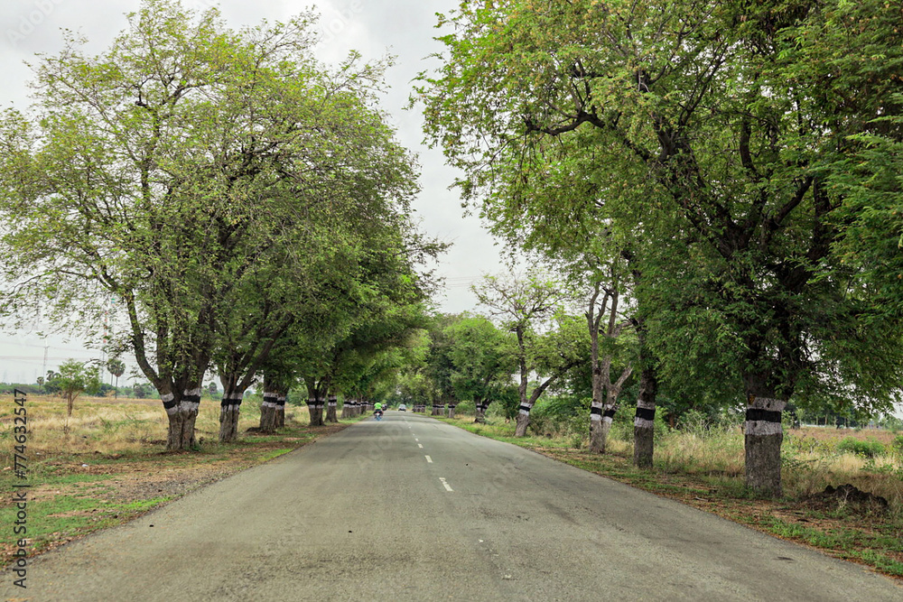 A majestic view of highway to Rameswaram route, lined with green trees on both sides