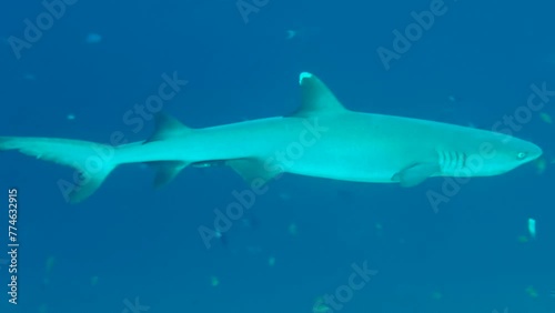 white-tip reef shark patrolling in blue water. Approaching from reft an leaving the frame to the right. Medium shot showing all body parts. photo