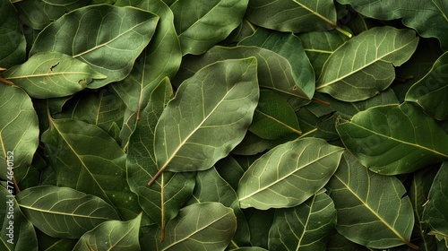 Green bay leaves background. Close-up botanical photography.