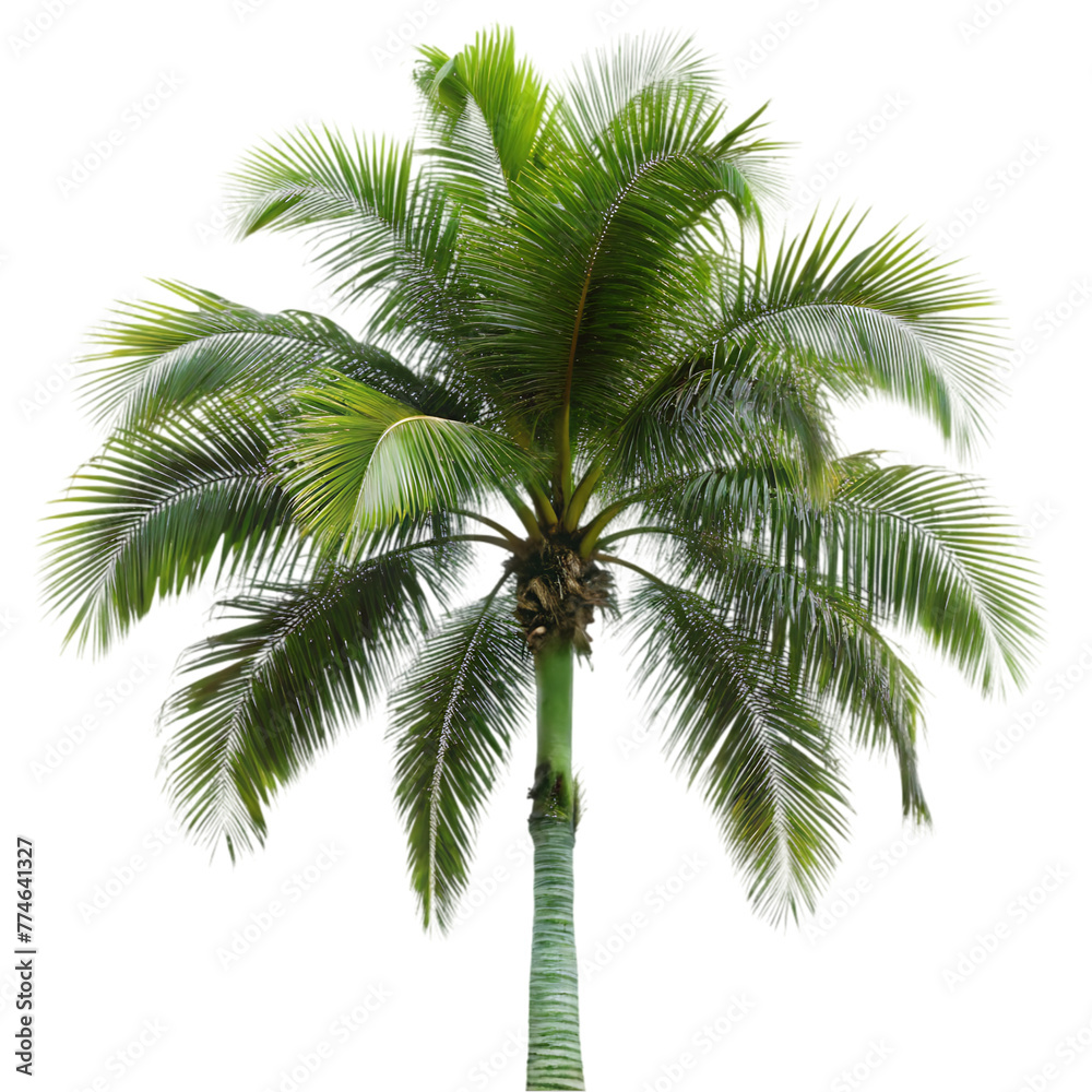 Fototapeta premium gardening theme wtih palm tree