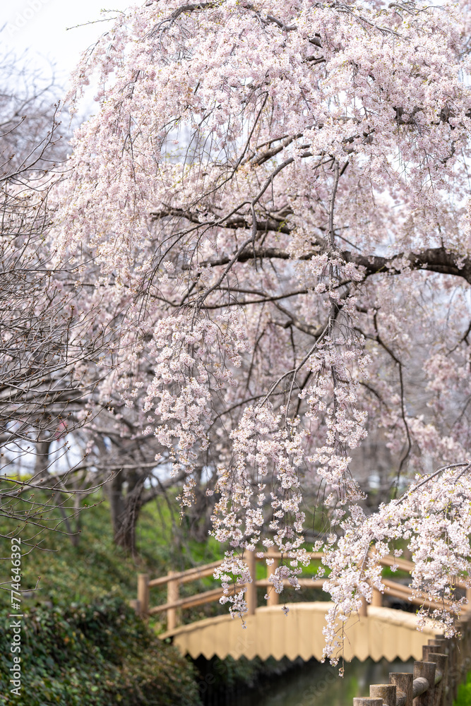 Scenery of taking a walk before the cherry blossoms bloom at the cherry blossom necklace in Inazawa City, Aichi Prefecture 愛知県稲沢市桜ネックレスで桜の開花前に散歩する風景 Scenery of taking a walk before the cherry blossoms bloom at the cherry blossom necklace in Inazawa City, Aichi Prefecture 愛知県稲沢市桜ネックレスで桜の開花前に散歩する風景