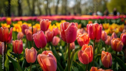 Tulip field in Keukenhof Gardens, Lisse, Netherlands  ,Generative ai, photo
