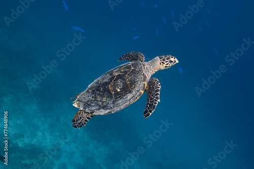 Eretmochelys imbricata Hawksbill sea turtle swimming in blue lagoon © zimagine