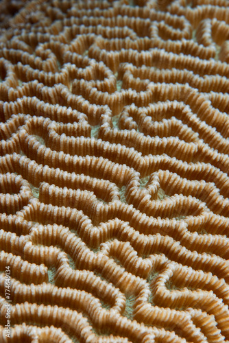 Platygyra hard coral in ocean photo