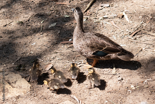 the pacific black duck has a dark body and a paler head with a dark crown and facial stripes. Its feathers are dark brown with tan edges, it has a black beak photo