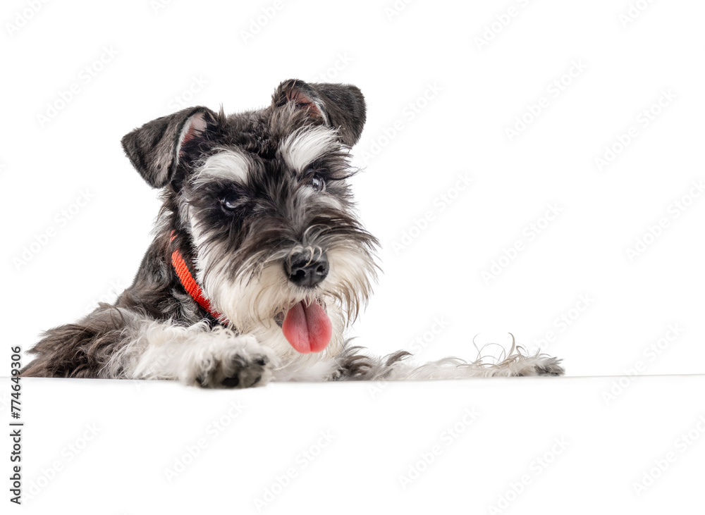 Cheerful miniature schnauzer puppy peeking out from behind a white poster isolated