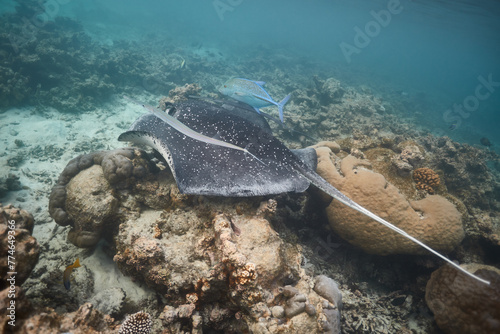 Stingray dasyatis pastinaca swimming on coral reef photo