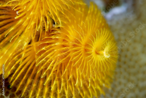 Sabellida annelid Polychaeta coral reef in ocean  photo