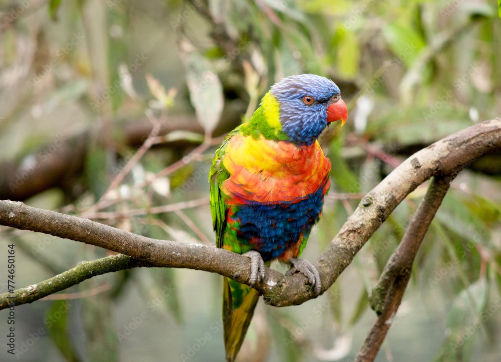 Naklejka premium The rainbow lorikeet has a bright yellow-orange/red breast, a mostly violet-blue throat and a yellow-green collar.