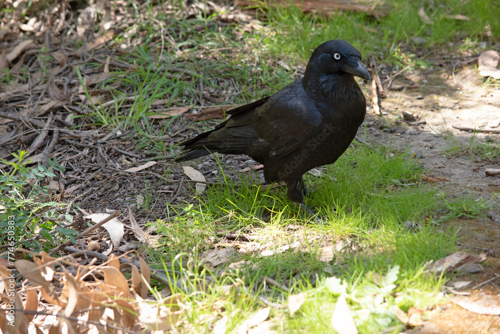 Fototapeta premium The Australian raven is an all black-bird with a black beak, mouth and tongue and sturdy black or grey-black legs and feet.