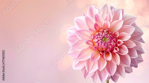Flower on background, a depiction of amazing beauty. Blossoming and colorful, it's a gorgeous floral display.