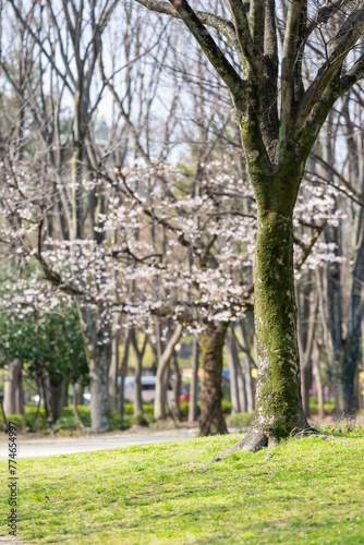 Scenery of taking a walk before the cherry blossoms bloom at the cherry blossom necklace in Inazawa City  Aichi Prefecture                                                                            
