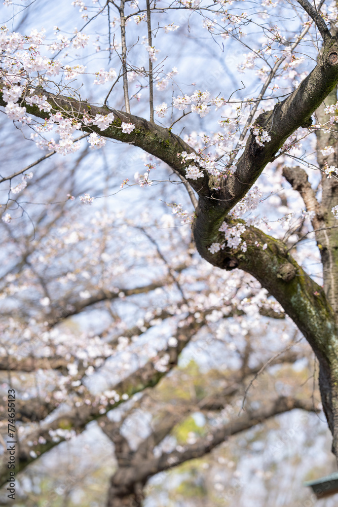Obraz premium Scenery of taking a walk before the cherry blossoms bloom at the cherry blossom necklace in Inazawa City, Aichi Prefecture 愛知県名古屋市の名城公園を桜の開花前に散歩する風景