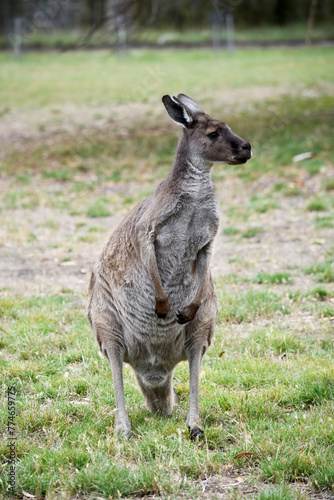 the western grey kangaroo is in a field