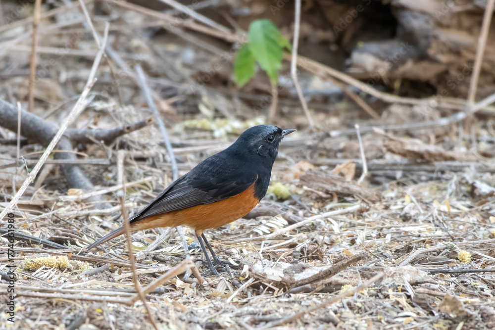 Black redstart or Phoenicurus ochruros observed in Jhalana in Rajasthan, India Black redstart or Phoenicurus ochruros observed in Jhalana in Rajasthan, India