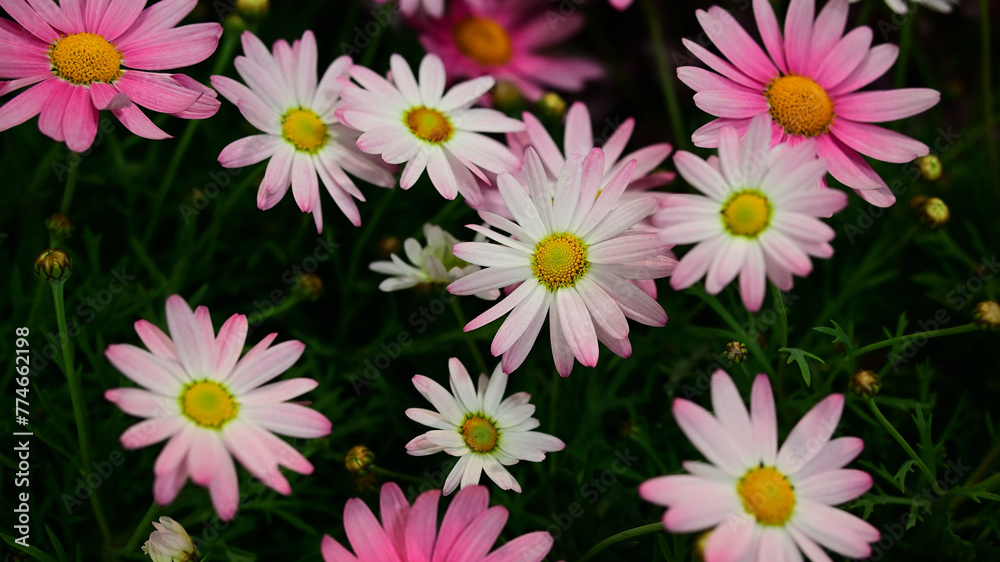 ガーベラの花壇 ガーベラの花壇