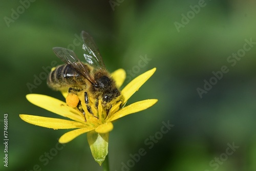 abeille du jardin 31 © Guy Pracros