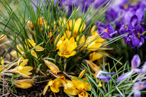 Small colorful flowers on an early spring