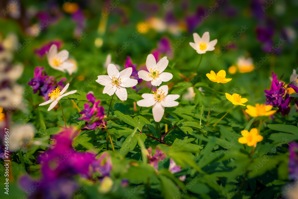 First green plants in the spring forest. Attractive morning scene of woodland glade in March with white Anemone flowers. Beautiful floral background. First green plants in the spring forest. Attractive morning scene of woodland glade in March with white Anemone flowers. Beautiful floral background.