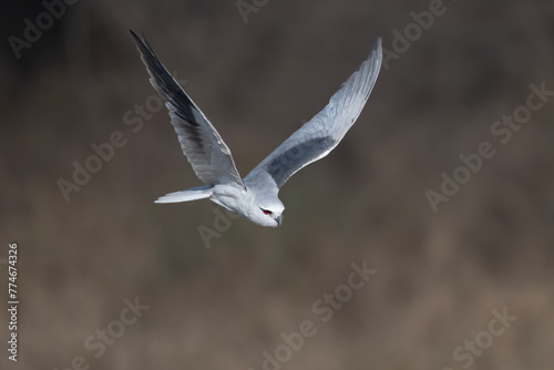 black-winged kite or Elanus caeruleus, also known as the black-shouldered kite observed in Jhalana in Rajasthan, India