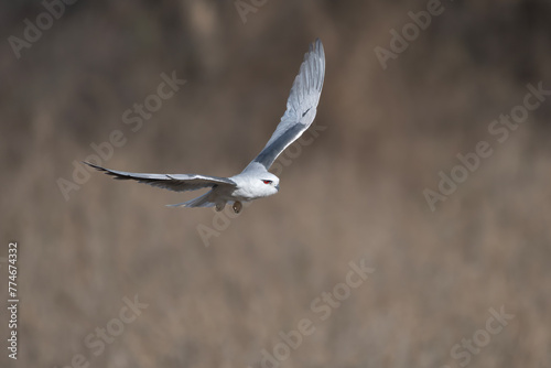 Fotografi black-winged kite or Elanus caeruleus, also known as the black-shouldered kite o