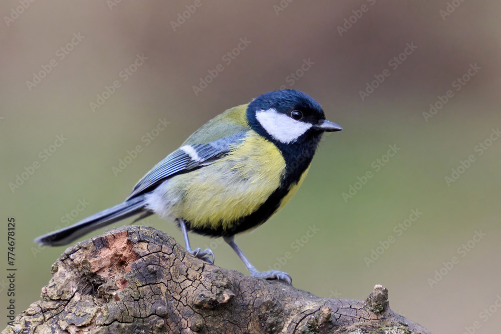 Obraz premium Great tit (Parus major)