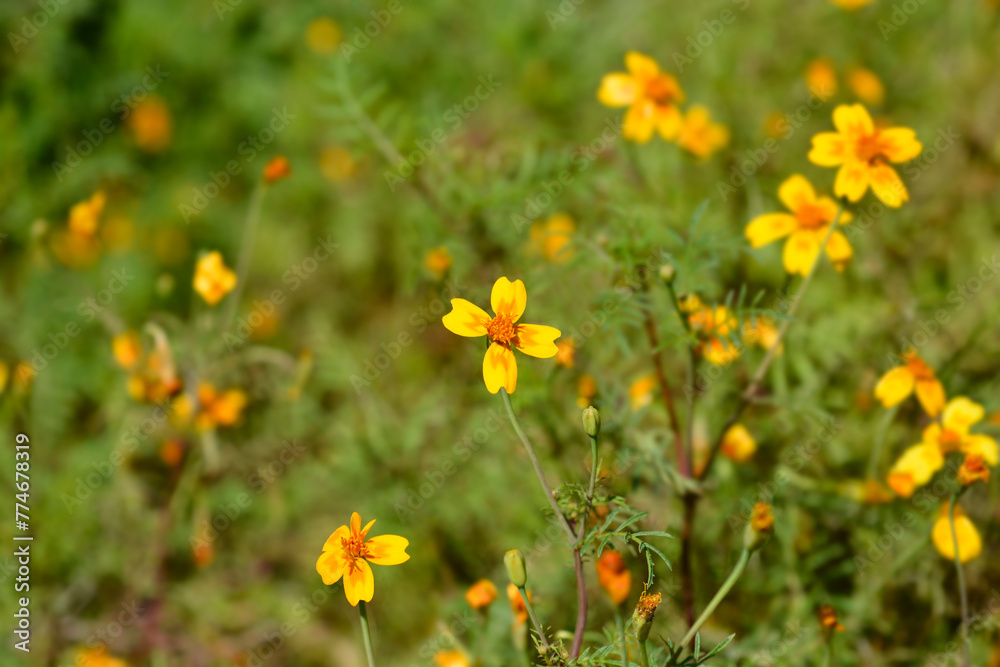 Signet marigold flowers