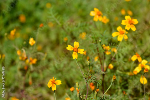 Signet marigold flowers © nahhan