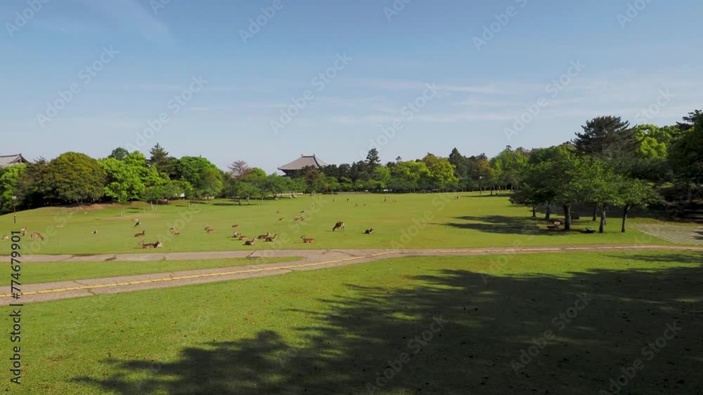 鹿の群れが休む奈良公園春日野園地の風景