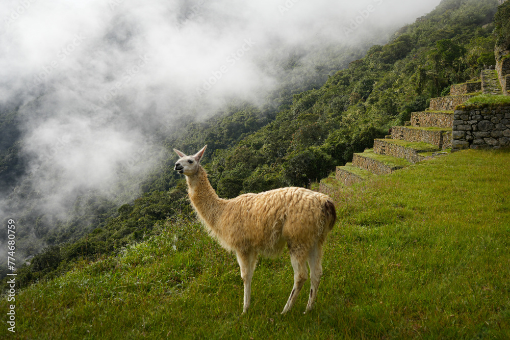 Naklejka premium Llama in the Mist of Machu Picchu - Misty Mornings along Andean trails 