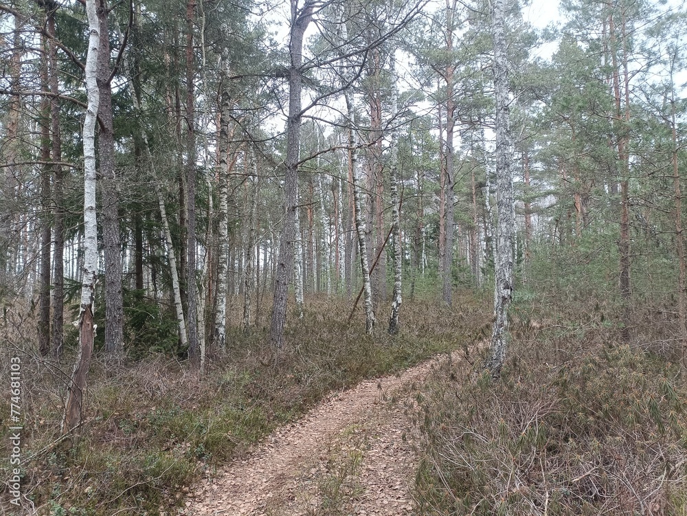 Rekyva forest during cloudy summer day. Pine and birch tree woodland. Blueberry bushes are growing in woods. Cloudy day with white and gray clouds in sky. Summer seaon. Nature. Rekyvos miskas. Rekyva forest during cloudy summer day. Pine and birch tree woodland. Blueberry bushes are growing in woods. Cloudy day with white and gray clouds in sky. Summer seaon. Nature. Rekyvos miskas.