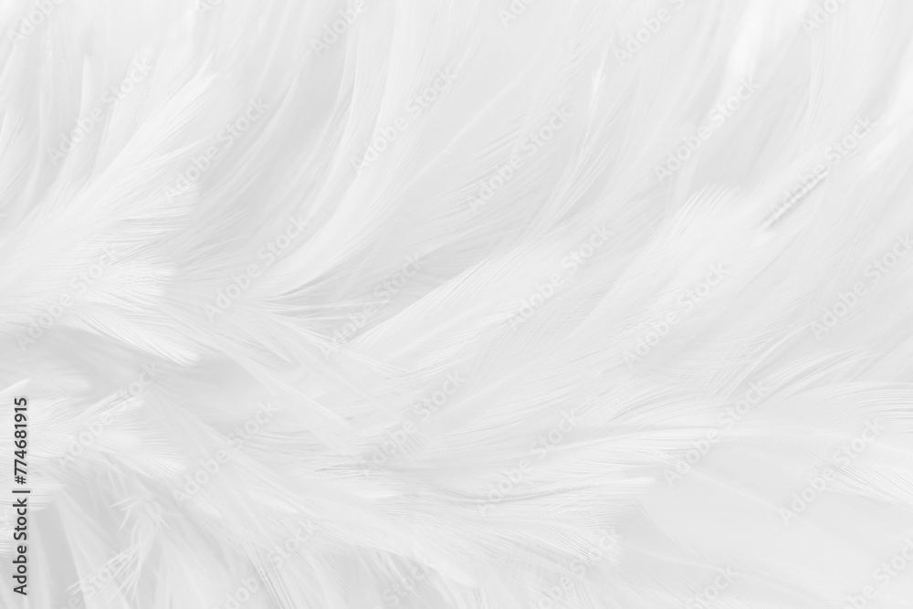 Beautiful white grey bird feathers pattern texture background. Beautiful white grey bird feathers pattern texture background.