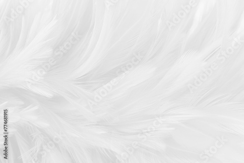 Beautiful white grey bird feathers pattern texture background. photo