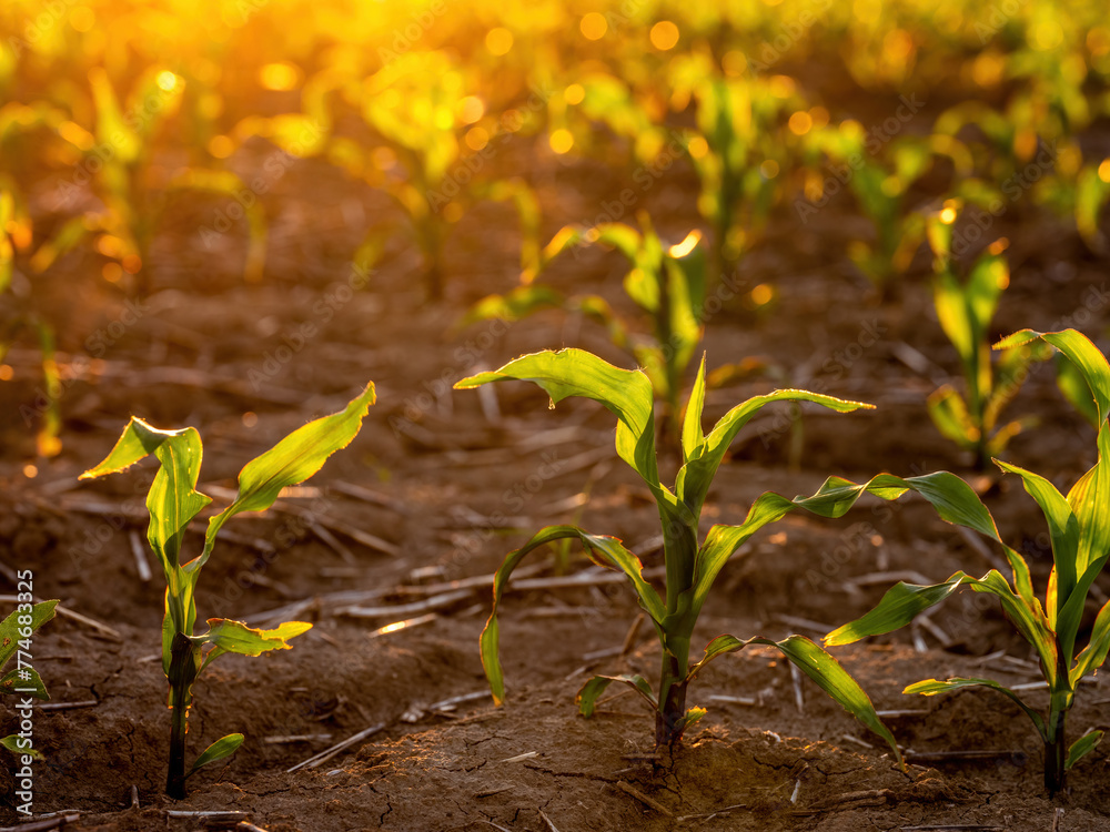 Lush young corn plants growing in a field illuminated by the warm light of sunset - obrazy, fototapety, plakaty 