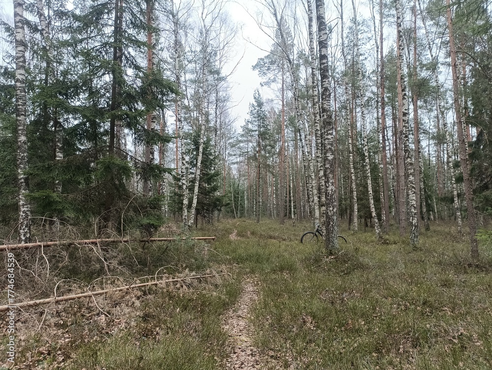 Rekyva forest during cloudy summer day. Pine and birch tree woodland. Blueberry bushes are growing in woods. Cloudy day with white and gray clouds in sky. Nature. Rekyvos miskas. Rekyva forest during cloudy summer day. Pine and birch tree woodland. Blueberry bushes are growing in woods. Cloudy day with white and gray clouds in sky. Nature. Rekyvos miskas.