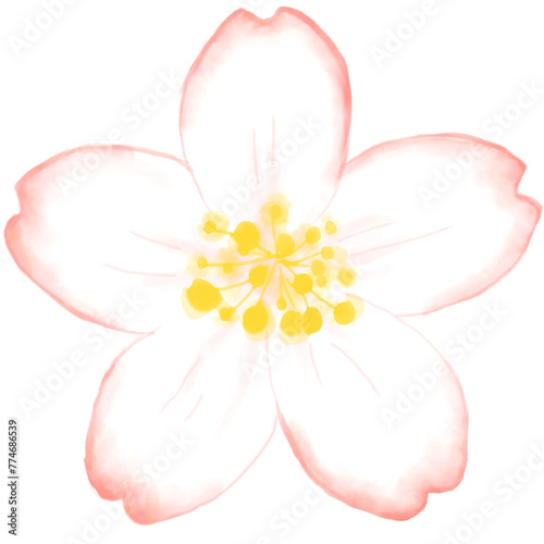 Cherry flower, cherry blossom watercolor painting