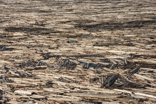 The Floating Logs of Spirit Lake at Mount St. Helens, Stratovolcano in Skamania County, Washington State photo