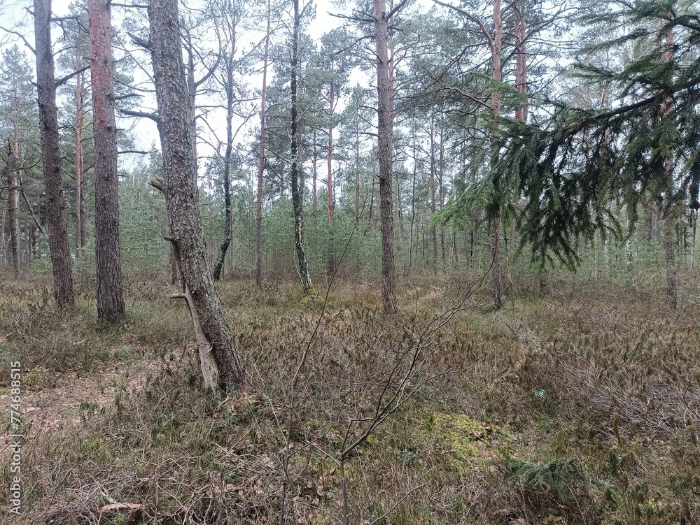 Rekyva forest during cloudy summer day. Pine and birch tree woodland. Blueberry bushes are growing in woods. Cloudy day with white and gray clouds in sky. Nature. Rekyvos miskas. Rekyva forest during cloudy summer day. Pine and birch tree woodland. Blueberry bushes are growing in woods. Cloudy day with white and gray clouds in sky. Nature. Rekyvos miskas.