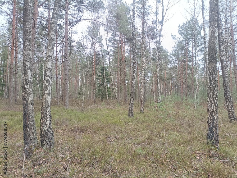 Rekyva forest during cloudy summer day. Pine and birch tree woodland. Blueberry bushes are growing in woods. Cloudy day with white and gray clouds in sky. Nature. Rekyvos miskas. Rekyva forest during cloudy summer day. Pine and birch tree woodland. Blueberry bushes are growing in woods. Cloudy day with white and gray clouds in sky. Nature. Rekyvos miskas.