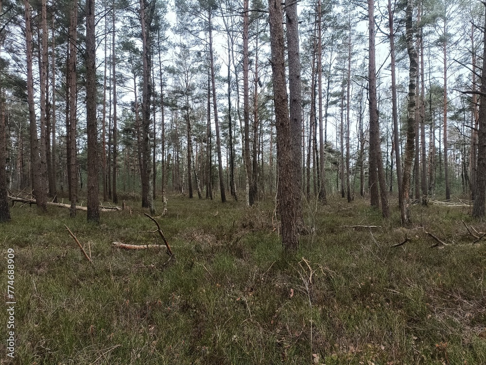 Rekyva forest during cloudy summer day. Pine and birch tree woodland. Blueberry bushes are growing in woods. Cloudy day with white and gray clouds in sky. Nature. Rekyvos miskas. Rekyva forest during cloudy summer day. Pine and birch tree woodland. Blueberry bushes are growing in woods. Cloudy day with white and gray clouds in sky. Nature. Rekyvos miskas.