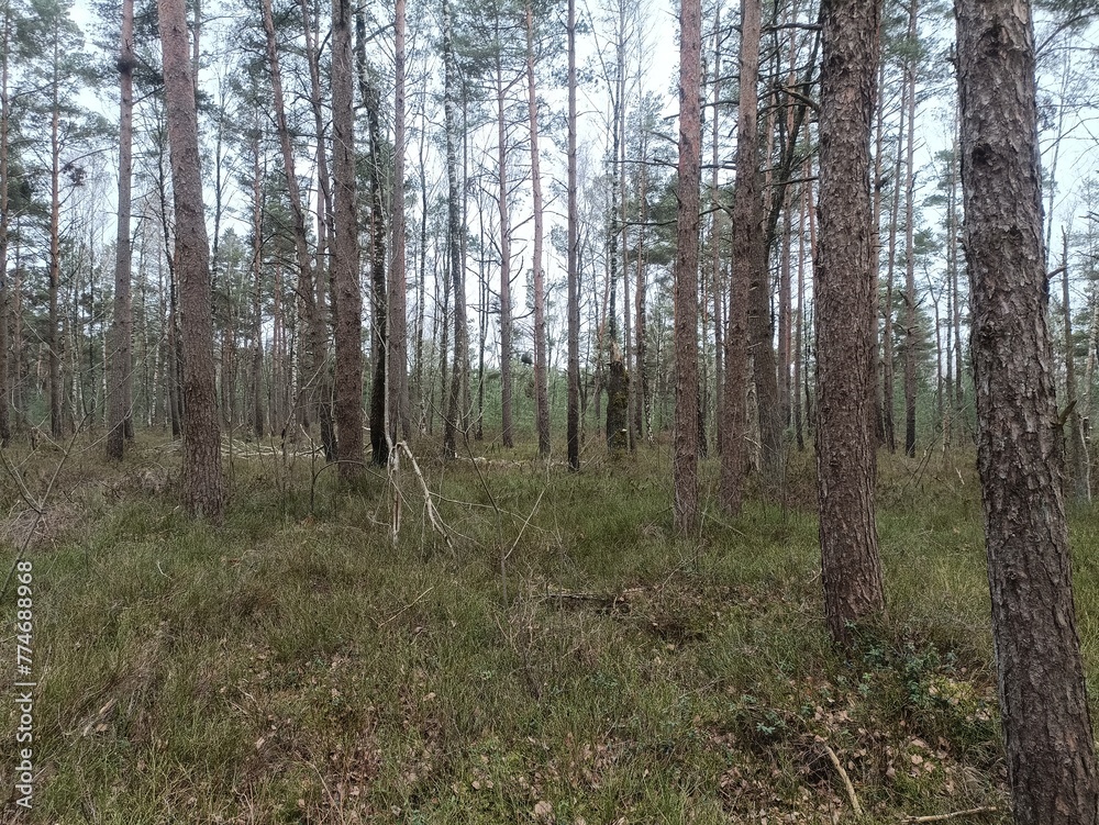 Rekyva forest during cloudy summer day. Pine and birch tree woodland. Blueberry bushes are growing in woods. Cloudy day with white and gray clouds in sky. Nature. Rekyvos miskas. Rekyva forest during cloudy summer day. Pine and birch tree woodland. Blueberry bushes are growing in woods. Cloudy day with white and gray clouds in sky. Nature. Rekyvos miskas.