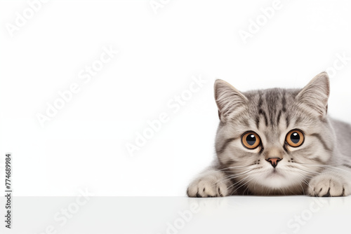 Cute kitten on a white background with copy space