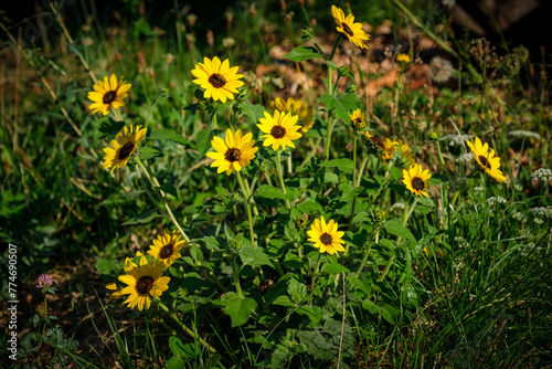 Petites fleurs jaunes ressemblant    des tournesols