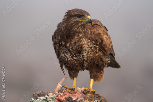 Beautiful close-up portrait of a buzzard perched on a rock looking to the right with meat and bones on the rock on a day of dense fog in Spain, Europe