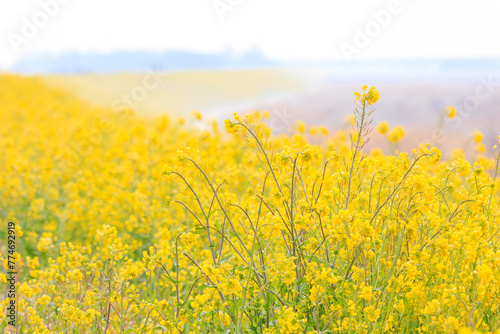 広大な河川敷の美しい菜の花畑の斜面。

日本国群馬県、利根川河川敷にて。
2024年3月24日撮影。

Beautiful rape blossoms slope on the vast riverbed.

At Tonegawa riverbed, Gunma, Japan,
photo by March 24, 2024.
 photo