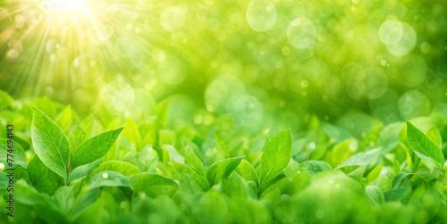 Blurred texture background with bokeh, out-of-focus blur, bright sunny summer green