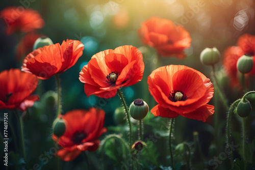 Abstract bokeh poppy flowers background, red, green blue colors, golden hour lighting